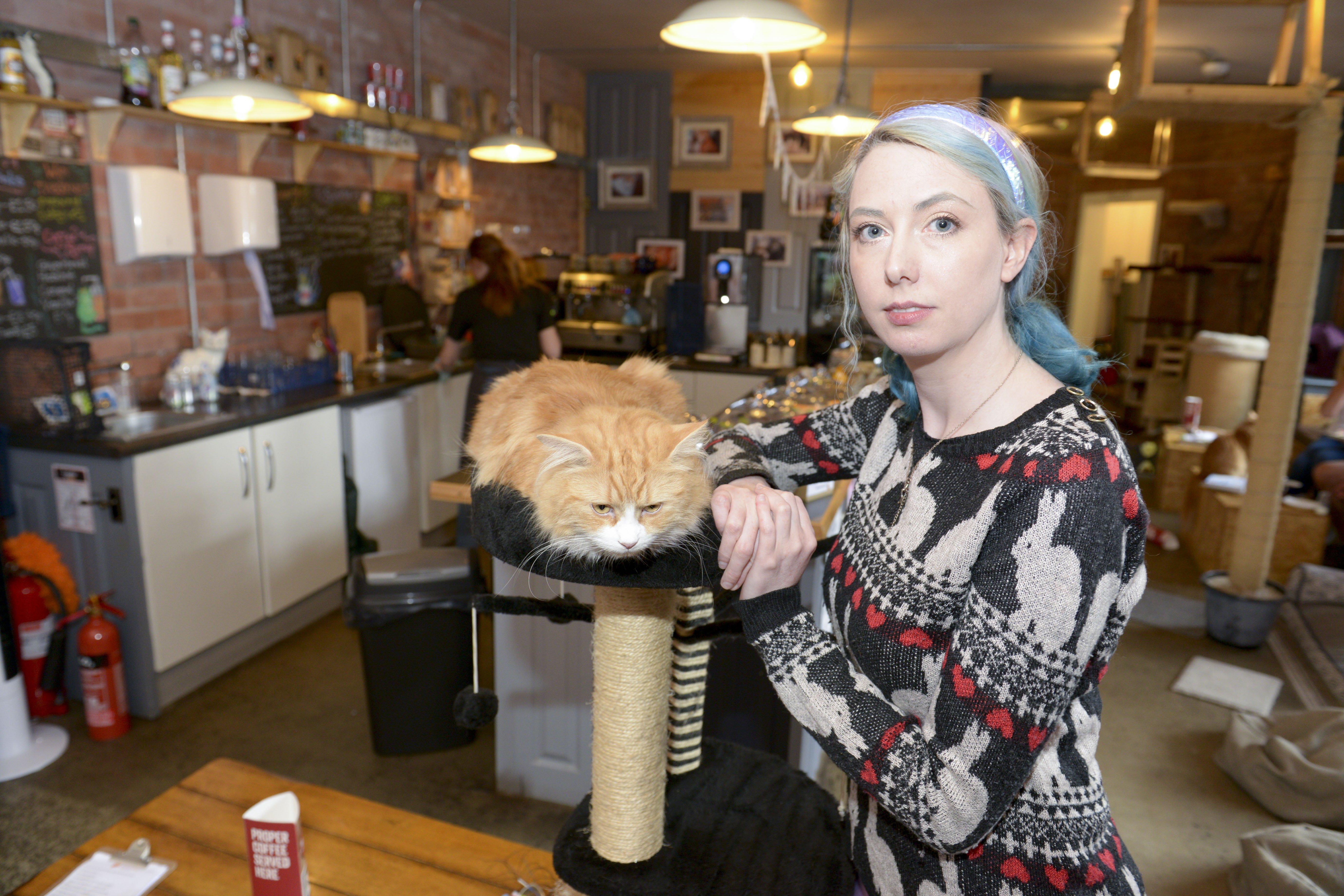 Sheffield cat caf owner gobsmacked by generosity shown Sheffield cat caf owner gobsmacked by generosity shown