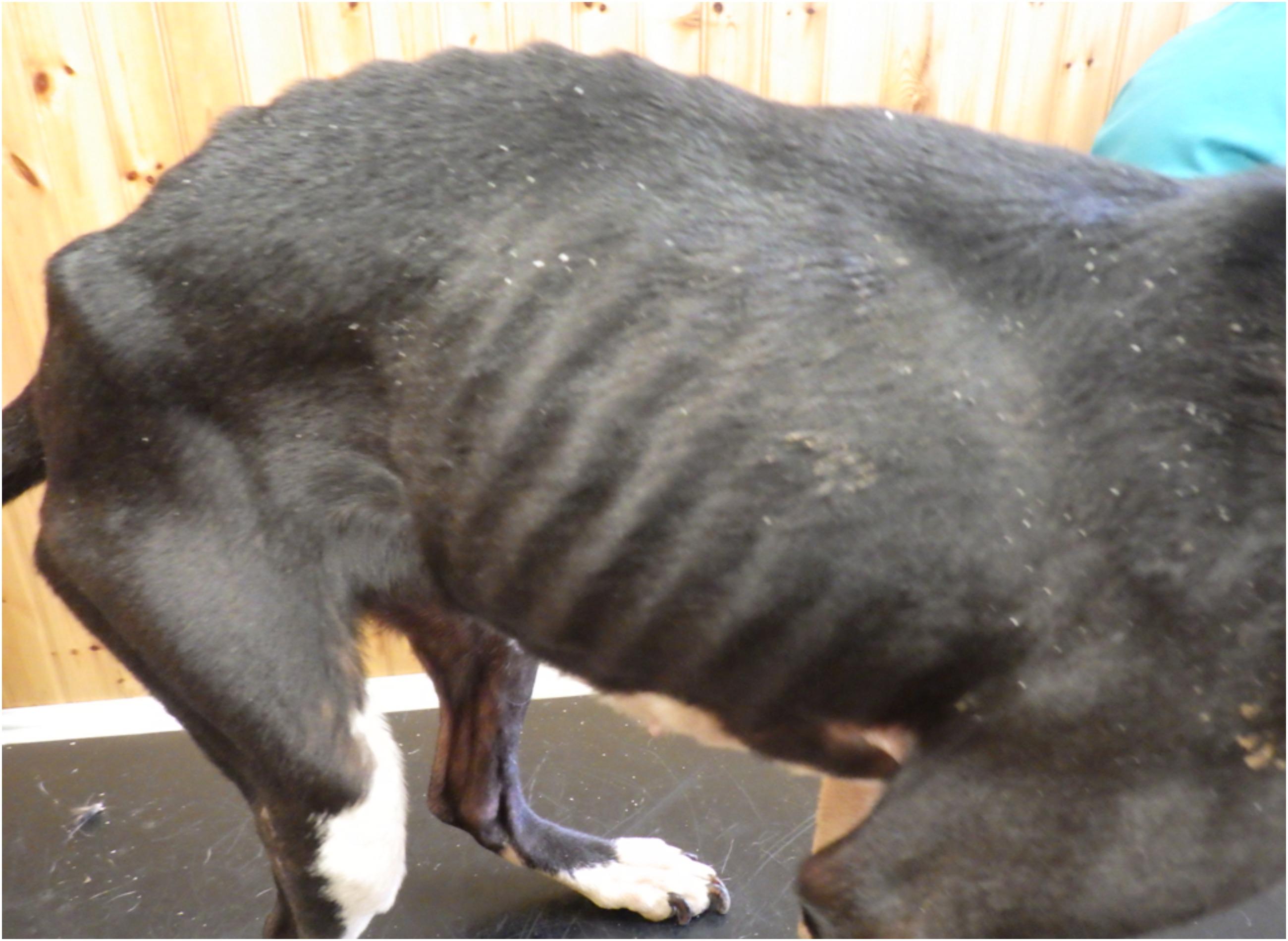 An emaciated Lola as she looked when she was found.