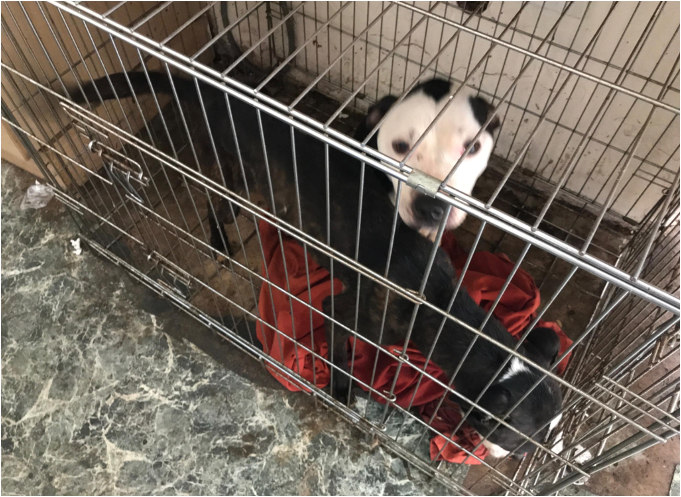 Lola and Zena in the cage they were found in.