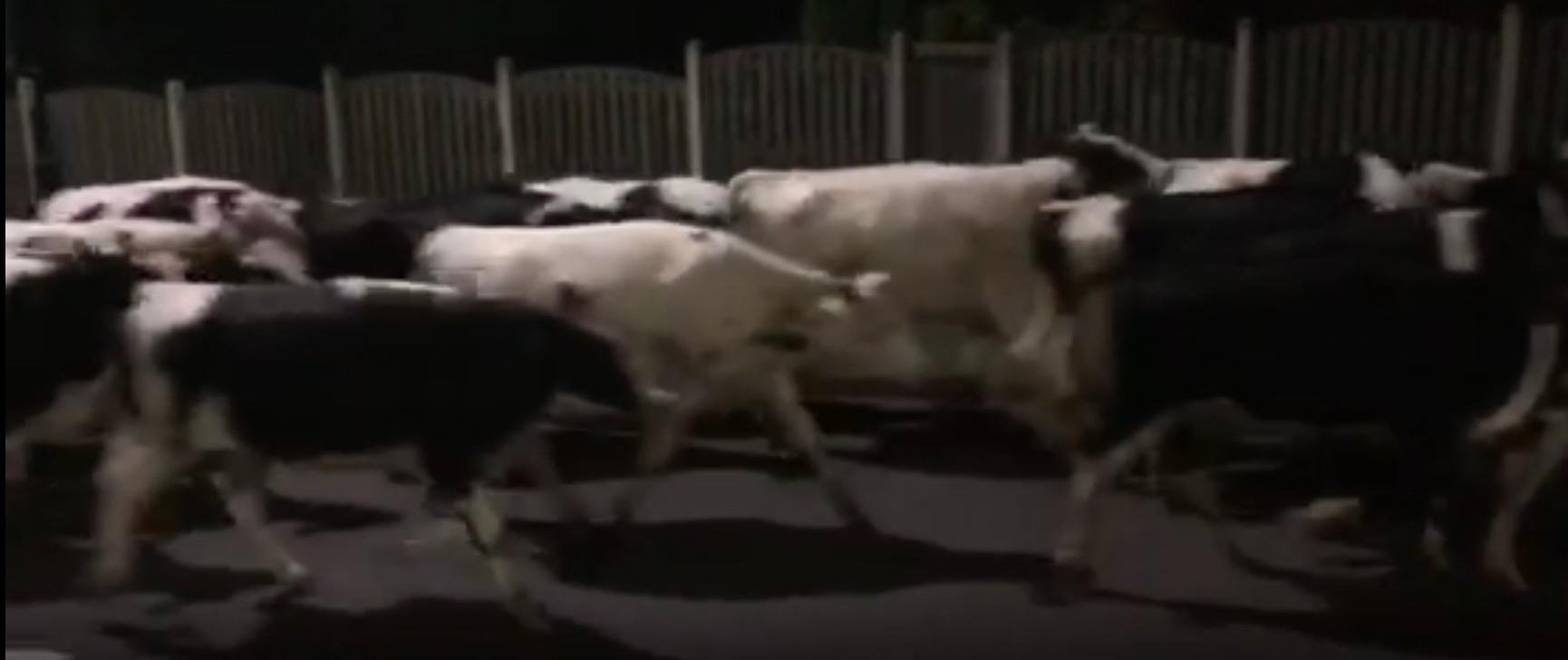 Cows were on the loose in Sheffield earlier this morning