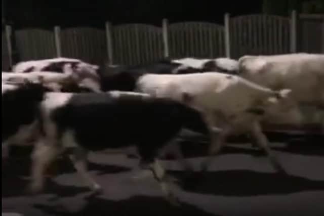 Cows were on the loose in Sheffield earlier this morning