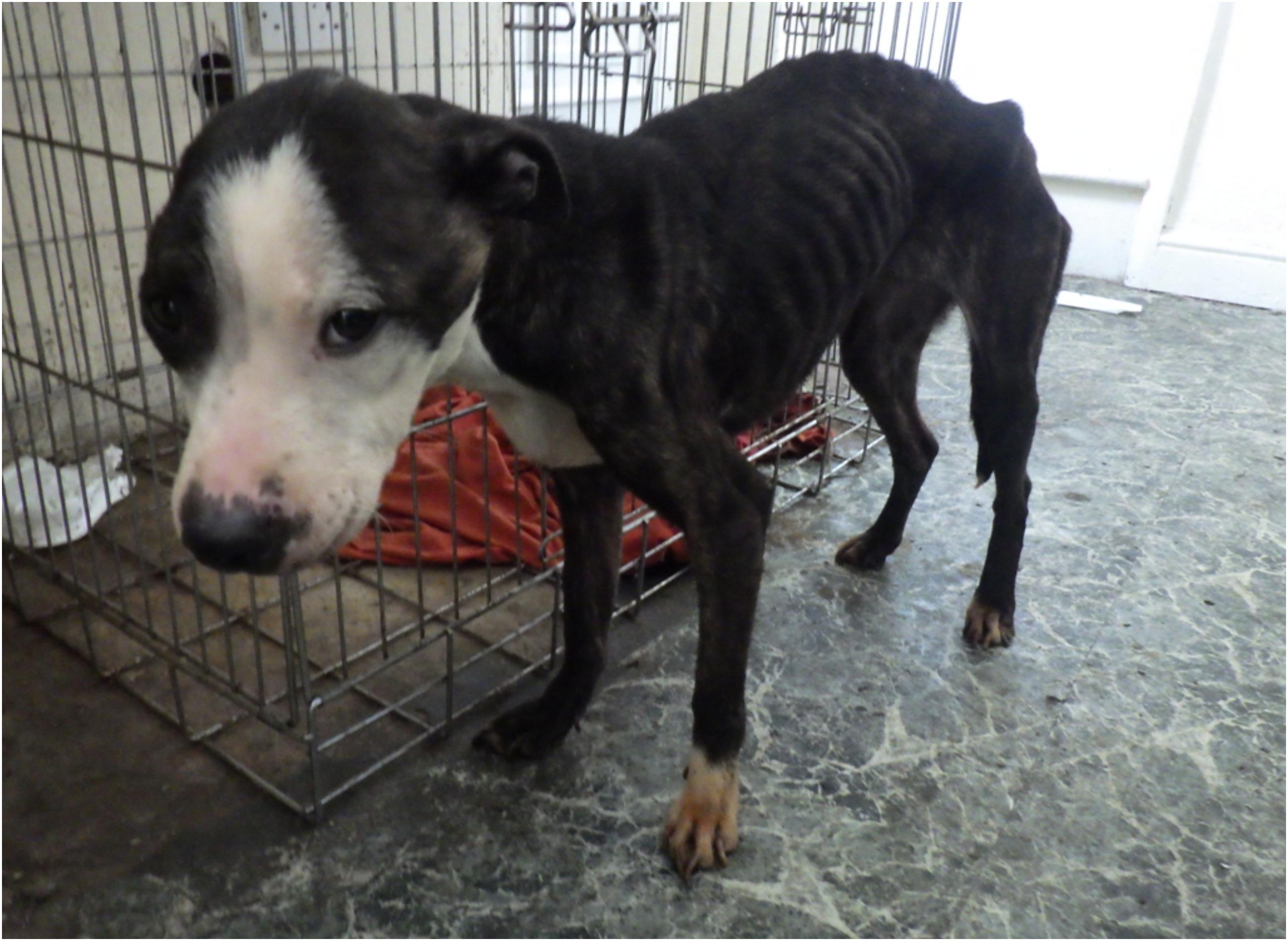 Lola as she looked when she was found.