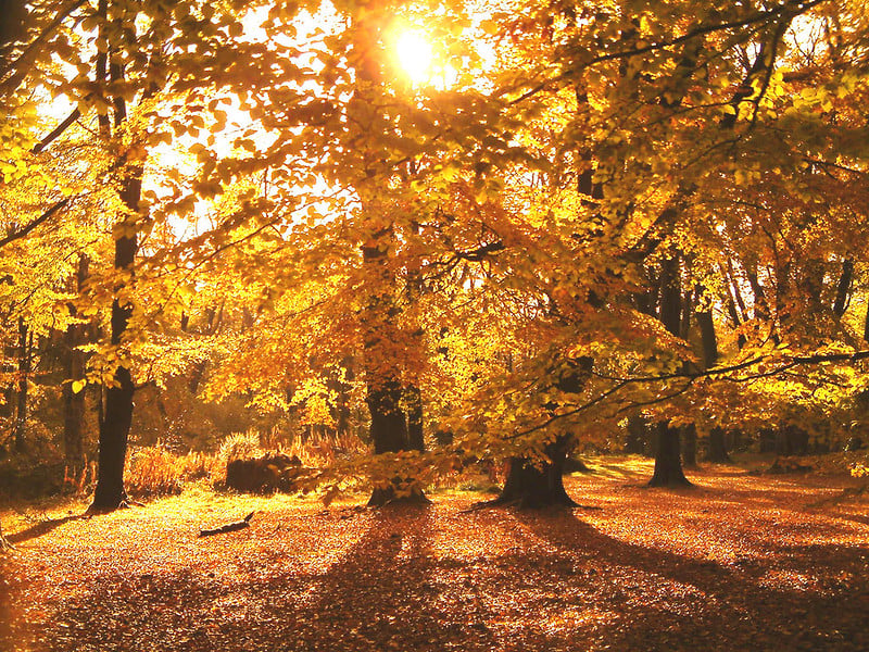 Lickey Hills covers 524 acres and is located just 10 miles south west of Birmingham. The park includes a variety of landscapes like woodlands, heathland and grassland - all of which will be fun to wander around with your dog. (Photo - Birmingham City Council)
