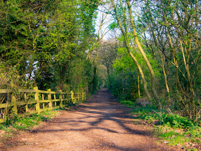 It’s a massive park of 270 hectares or 667 acres including many heritage features. It includes a farm and large open spaces to explore with your furry friends. It is ideal for long walks which would also burn the excess energy off of a puppy. (Photo - Shutterstock)