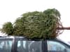 Here’s how to transport a Christmas tree to avoid a £5,000 fine