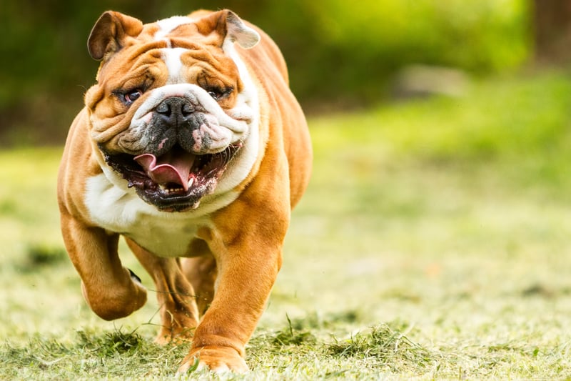 25 English bulldogs were stolen in the UK in 2022. Photo: Shutterstock