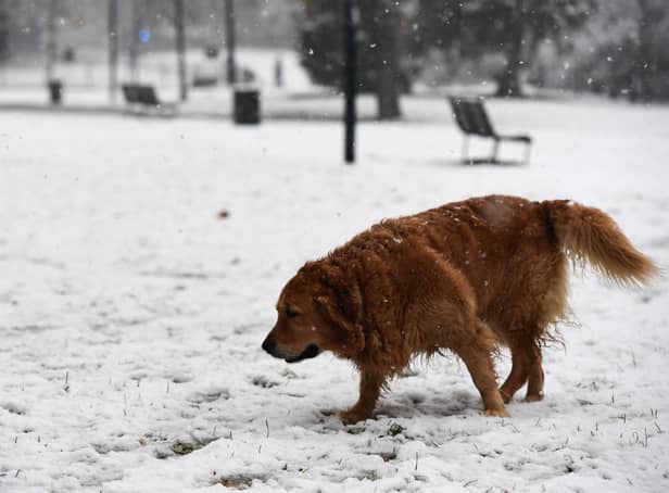 <p>Dog owners could be slapped with £1000 fine for breaking common rule  (Photo by Miguel MEDINA / AFP) (Photo by MIGUEL MEDINA/AFP via Getty Images)</p>