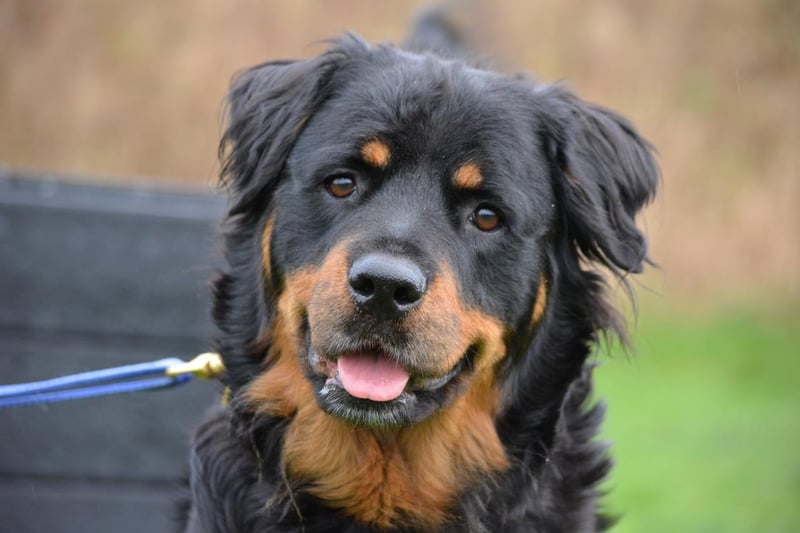 Name: Tammy
Breed: Rottweiler 
Age: 5-7 years old
Sex: Female

Despite not having the easiest start to life, Tammy is a beautiful doggo that is hoping to find a family to give her the time to settle down.

