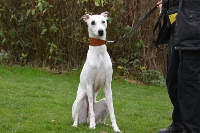 Name: Riley.                 Breed: Lurcher
Age: 1-2 years old
Sex: Male

Riley is an enthusiastically bouncy boy who can not wait to find his new active family to play with!
