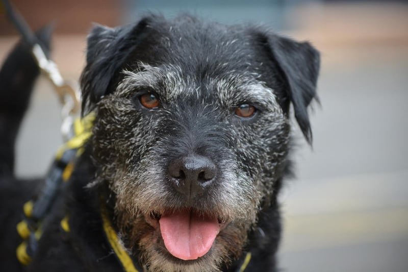 Name: Casper
Breed: Patterdale Terrier
Age: 10
Sex: Male

Despite being an older dog, Casper is young at heart and is in search of a quieter and adult-only forever home.