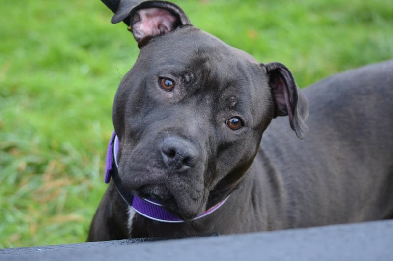 Name: Ebony
Breed: Staffordshire Bull Terrier (SBT)
Age: 2-5 years old
Sex: Female

Ebony is a sweet young girl that loves all the attention and being fussed, whilst being just that little bit anxious.