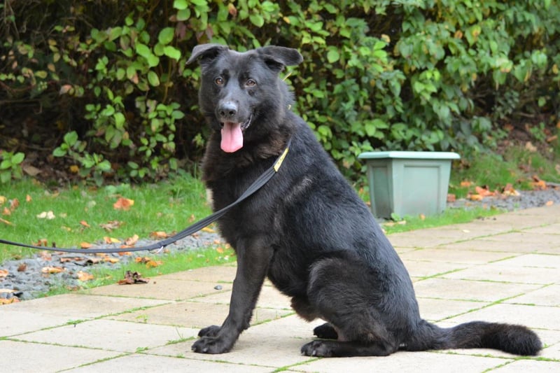 Name: Haiti
Breed: German Shepherd
Age: 2-5 years old
Sex: Male

Looking for a home with experience of looking after a German Shepherd, Haiti is a handsome young boy who needs training to help him settle into life.