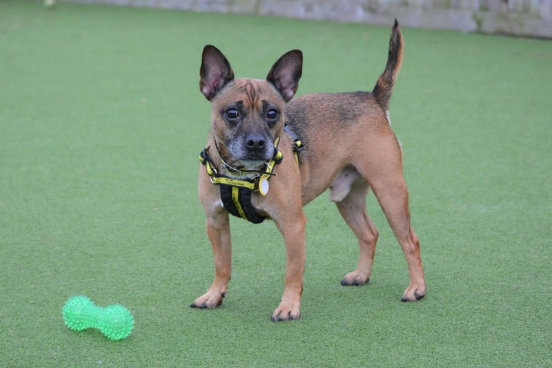 Name: Rocky

Breed: A Crossbreed

Age: 5-7 years old

Sex: Male


Described as a ‘little pocket rocket’, Rocky has tremendous amounts of energy and is hoping to find an active family who have lots of time to give.
