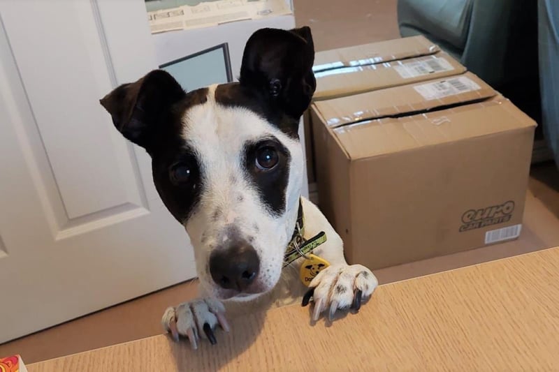 Name: Skipper
Breed: Parson Russell Terrier
Age: 5-7 years old
Sex: Male

A lively and bouncy boy that loves spending time with his human friends, Skipper is in search of an active and experienced forever family to cherish him.
