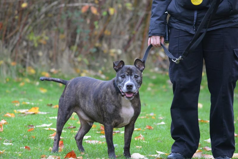 Name: Wilko
Breed: Staffordshire Bull Terrier (SBT)
Age: 8 and over
Sex: Male

An affectionate boy with a full heart, Wilko is in care for no fault of his own and he loves humans!