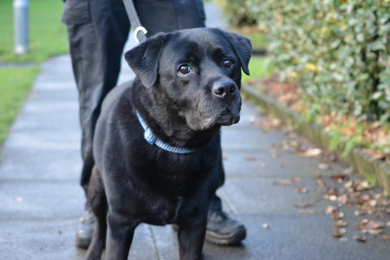 Name: Ottis
Breed: Labrador Cross
Age: 5-7 years old
Sex: Male

Ottis is a stunning and food loving lab that is full of energy and is desperate to find an active family to become their forever companion.
