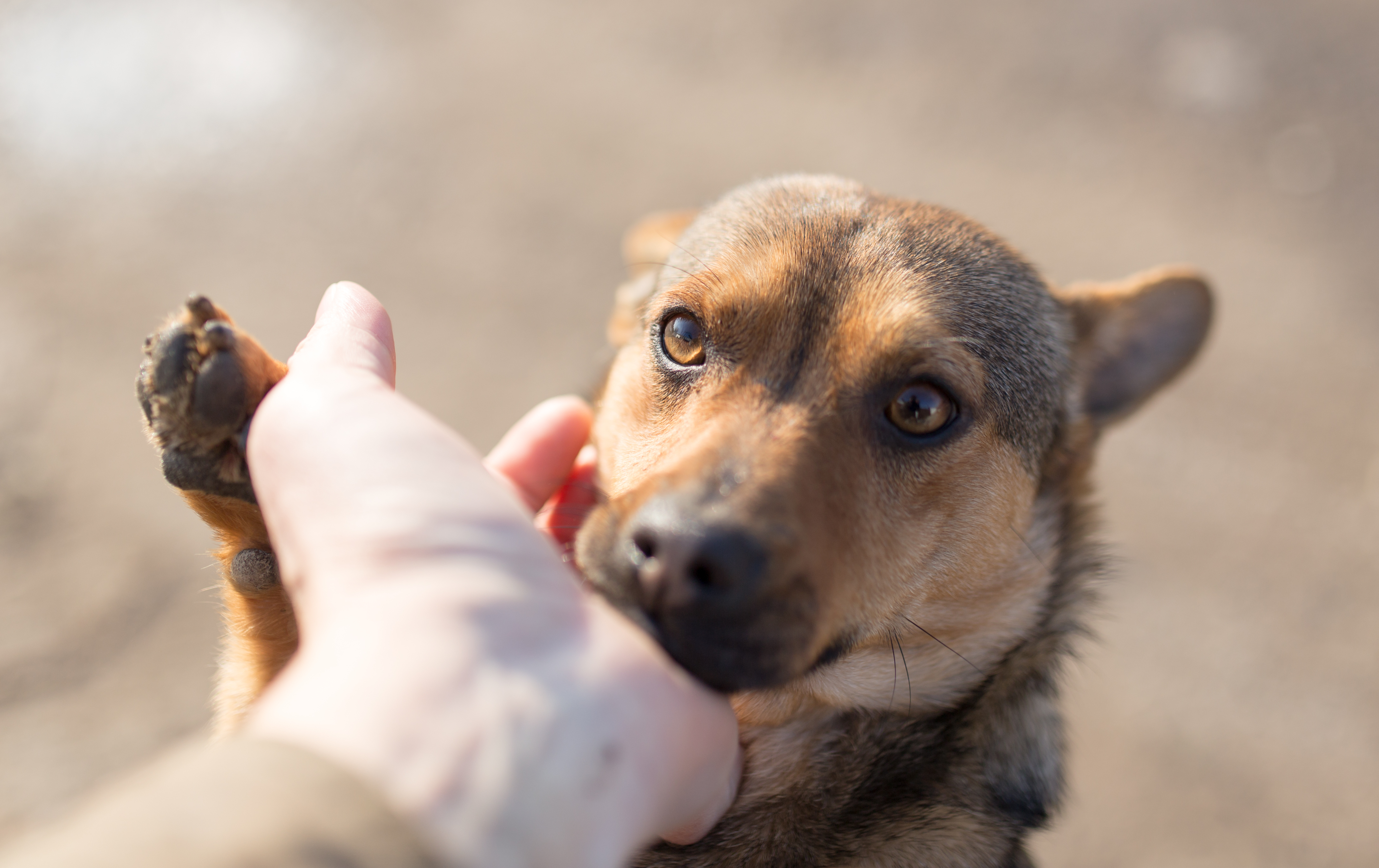 12 Dogs of Christmas - rescue pooches in Glasgow looking for their forever homes