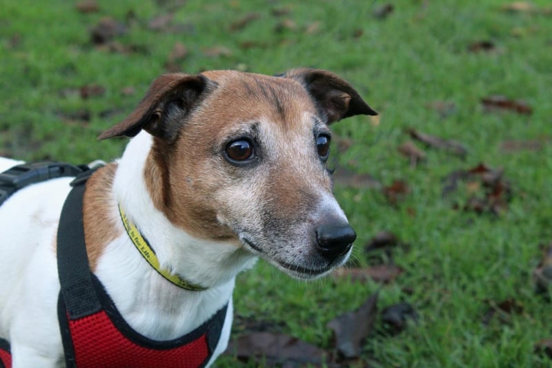 Name: Toby,
Breed: Jack Russell Terrier (JRT),
Age: 8 or older,
Sex: Male -

Toby is a very friendly doggie that loves his walks and meeting new friends. He is house trained and does not like being left alone.