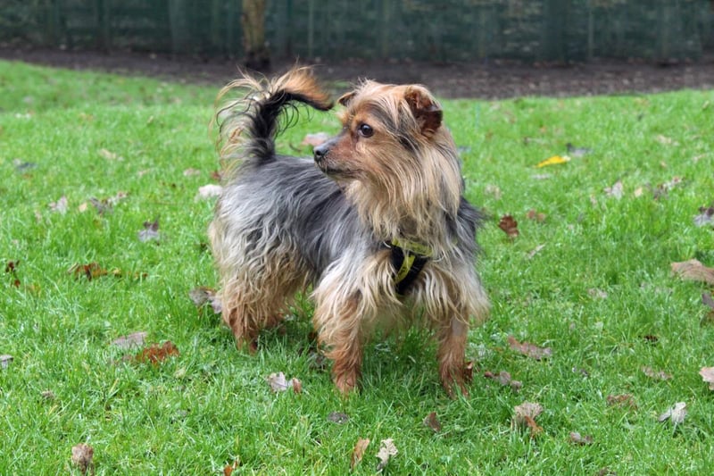 Name: Bentley,
Breed: Yorkshire Terrier,
Age: 8 years old,
Sex: Male -

Bentley is a kind hearted yet anxious boy that requires his next and forever home to be patient. This gorgeous dog also loves trips in the car!
