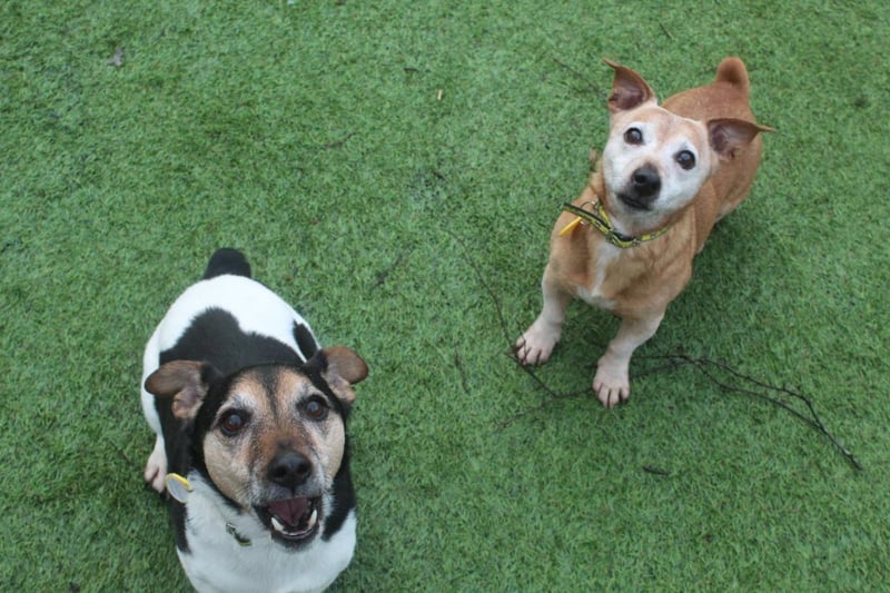 Name: Bonnie,
Breed: Jack Russell Terrier (JRT),
Age: 8 and over,
Sex: Female -

This little lassie was found straying with her best mate Fergus, so the centre are hoping to rehome them together. Bonnie is so friendly, toy mad and bouncy.