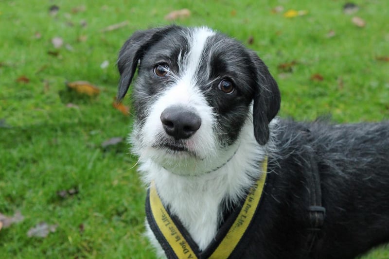Name: Cody,
Breed: A Crossbreed,
Age: 7 months old,
Sex: Male -

Cody is a fabulous and bouncy boy that really enjoys human company. He is house trained but he is very much still a gorgeous puppy.