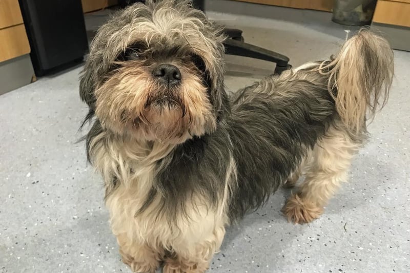 Name: Coco,
Breed: Shih Tzu,
Age: 11 years old,
Sex: Female -

Described as a confident and loveable lady, Coco can be easily spooked but is house trained and independent.