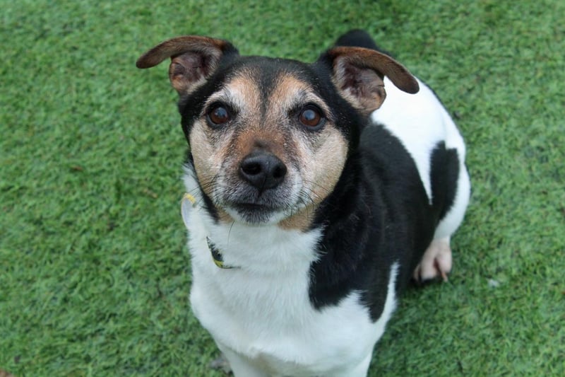 Name: Fergus,
Breed: Jack Russell Terrier (JRT),
Age: 8 years old,
Sex: Male -

Little Fergus was found as a stray alongside his companion Bonnie who is very closely bonded with. He loves being out and about, making friends and saying hello to everyone and everything.