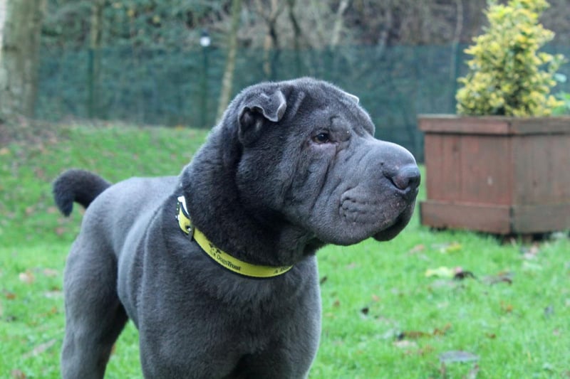 Name: Hugo,
Breed: Shar-Pei,
Age: 5-7 years old,
Sex: Male -

A handsome and tender friend, Hugo loves being made a fuss of and wants nothing but to have fun. He is clamouring for a forever home that can ease him in slowly.