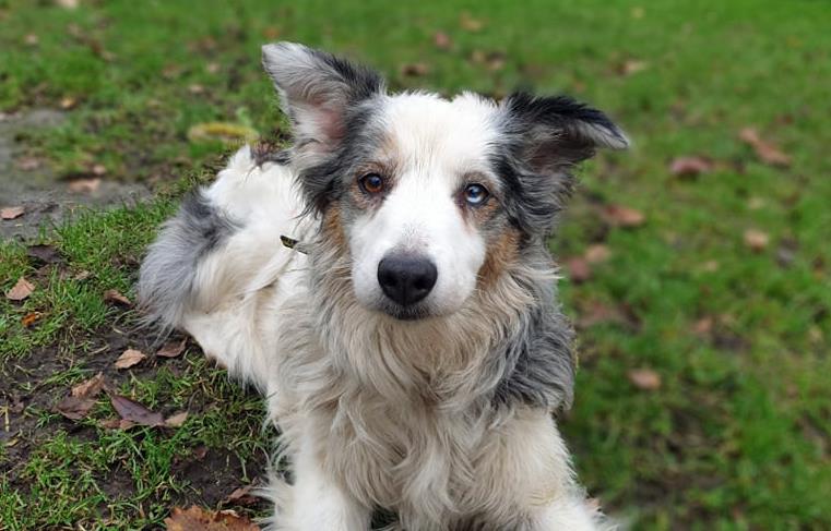 Name: Sandy,
Breed: Collie Cross (Border),
Age: 8 and over,
Sex: Female -

Sandy will need to be rehomed alongside her cutie pie of a brother called Shep. This beautiful pooch loves to have a bath and be pampered, as well as long strolls to explore.