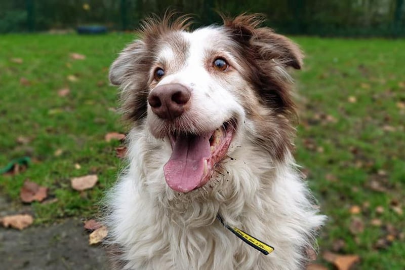Name: Shep,
Breed: Collie Cross (Border),
Age: 8 and over,
Sex: Male -

Shep and his sister Sandy arrived at the centre after losing their owners. Shep is a gorgeous boy that loves to be fussed, whilst he loves his soft fur to be brushed regularly.