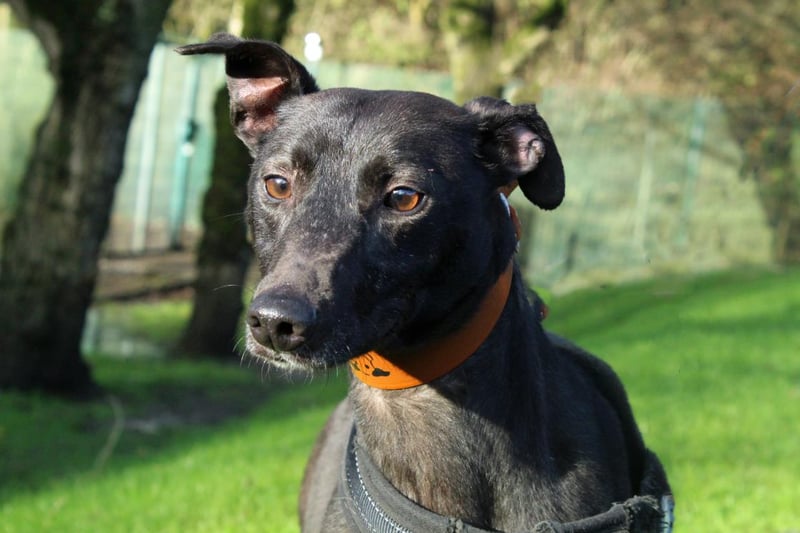 Name: Spindle,
Breed: Lurcher,
Age: 5-7 years old,
Sex: Female -

Found as a stray, little Spindle is such a sweet doggo that is so excited whenever she goes out for walks to explore the world. She absolutely adores a game of fetch too!