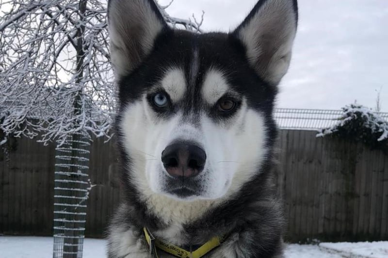 Male - 7 years old - Siberian Husky. Apache would love a good sized private garden to run around in and he would need to be the only pet in the home. 