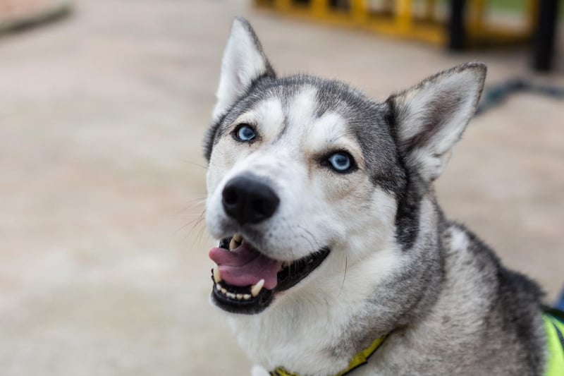 Female - 7 years old - Siberian Husky. Freya will need an adult only home with no visiting children as she can be worried of them. She also can’t live with other pets. 