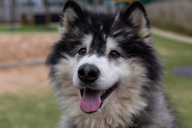 Female - 11 years old - Alaskan Malmute. Chicota will need her own private secure garden and she can live with children aged 16 years and over who can give her space when she needs to relax.