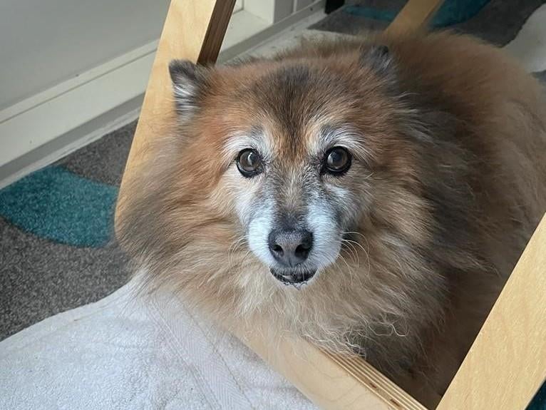 Female - 14 years old - Pomeranian. Elphie is described as a sensitive soul and is on the look out for owners with a quiet lifestyle. She can only live with older children and must be the only dog in the house.