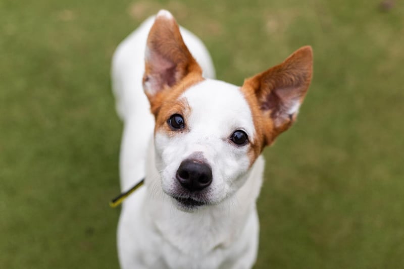 Female - 8 years old - Jack Russell Terrier. Pepsi is in need of an adult only home and a home where she is the only pet. 