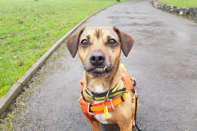 Male - 6 years old - Pug/ Jack Russell. Tex can live with children aged 14 and above and he can be worried when left alone. 
