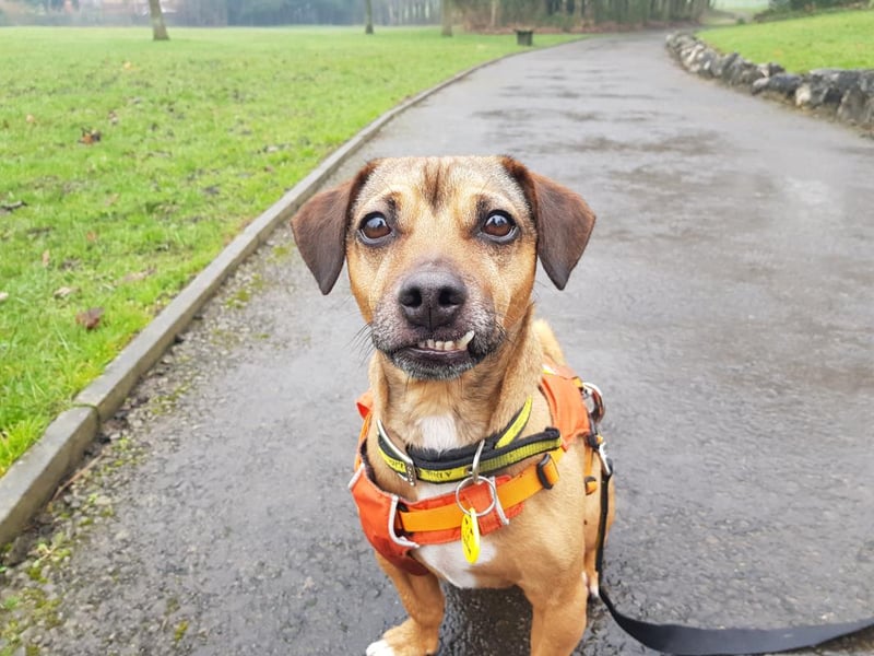 Male - 6 years old - Pug/ Jack Russell. Tex can live with children aged 14 and above and he can be worried when left alone.