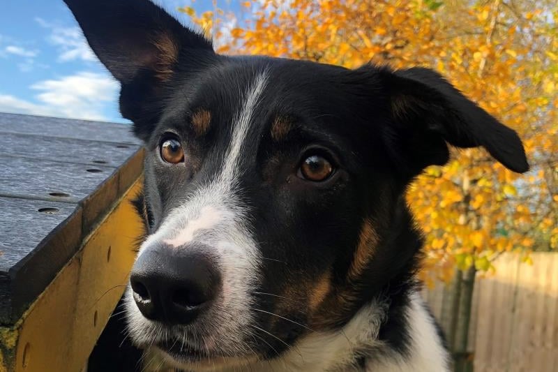 Male - 1 year old - Border Collie. Rex will need to go to an adult only home and one where he is the only pet. 