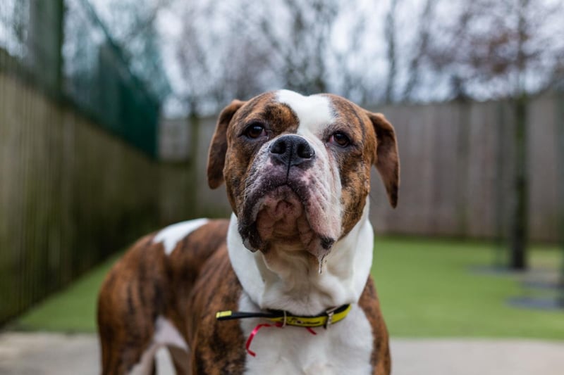 Female - 2 years old - American Bulldog. Sophia would like a quiet home with no young visiting children. She cannot live with cats. 