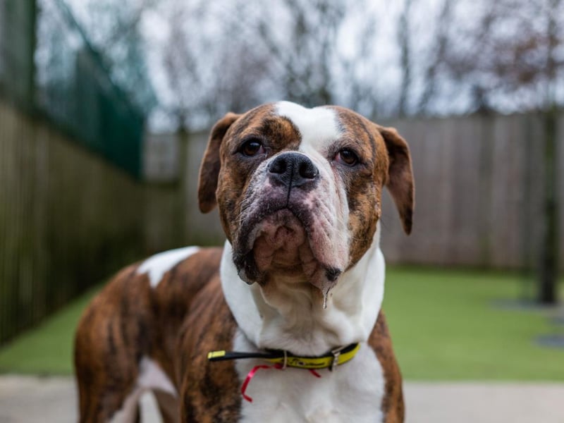 Female - 2 years old - American Bulldog. Sophia would like a quiet home with no young visiting children. She cannot live with cats.