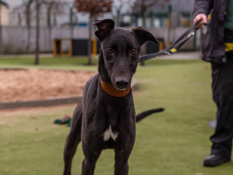Male - 17 months - Greyhound. Tux will need a secure garden with a 6ft fence so he can enjoy playtime. Adopters should have experience of retired greyhounds and have lots of patience