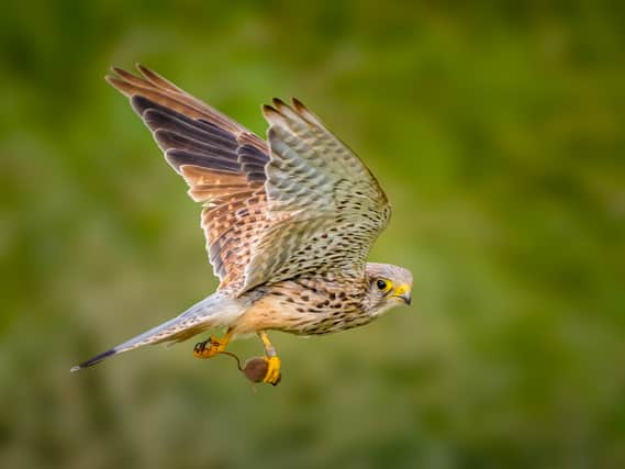 The image of a kestrel looking down the lens as it flew off with its prey clutched tightly in its talons was taken by Maggie Bullock.