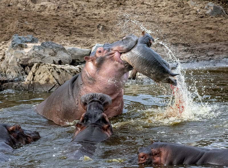 This dramatic shot of a hippo attacking a rival’s calf was taken by Russian snapper Evgeny Borisov.