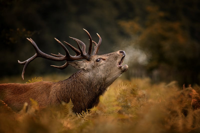 Snapper Ann Aveyard caught the stag bellowing out his presence to rivals in Bushy Park during the rutting season.