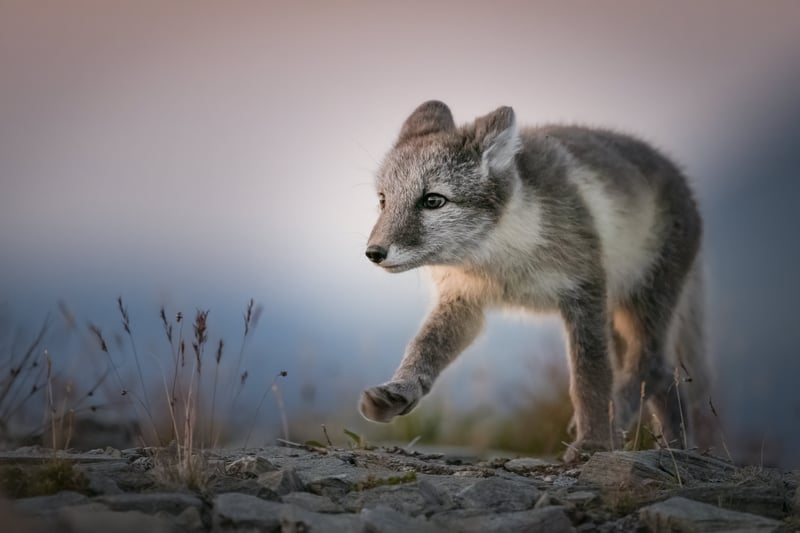 Cecilie Stuedal from Innlandet, Norway took this shot of an Arctic fox cub at sunset.