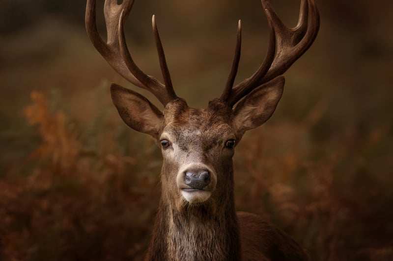 Mark Lynham, from Newport Pagnell, won with  this beautifully framed stag in London’s Richmond Park staring down the lens.