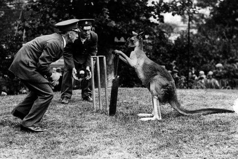 Billy II, a kangaroo at Manchester zoo, playing cricket with his keepers, date unknown