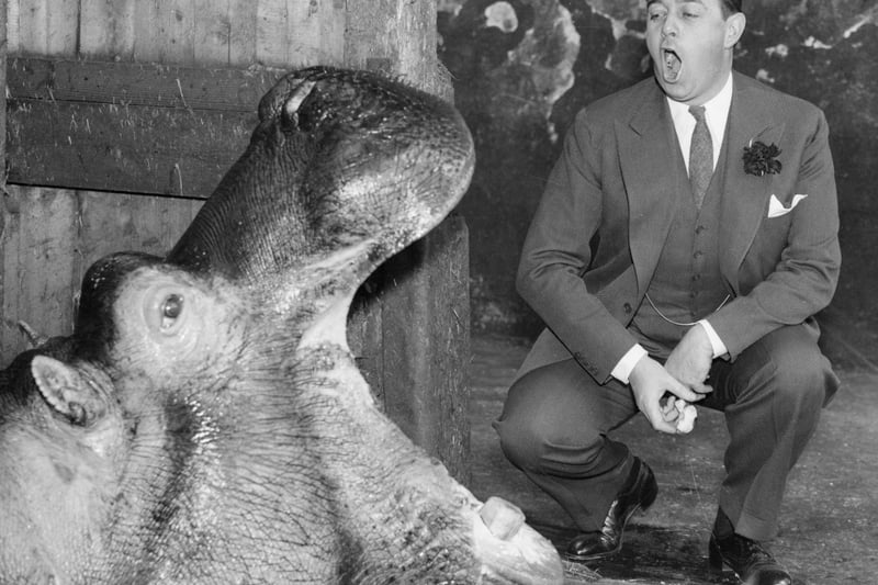 American crooner Morton Downey singing to a hippopotamus at Belle Vue Zoological Gardens in Manchester, 1936