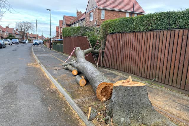 Damage to a tree in Shrewsbury Crescent, Sunderland, on Saturday morning.